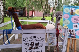 Łamiemy bariery połączone ze zlotem szlakiem szkolnych schronisk młodzieżowych - zdjęcie1